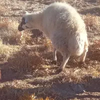 فروش ۷راس میش بومی|حیوانات مزرعه|فریدونشهر, |دیوار