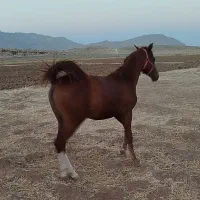 کره اسب مادیان|اسب و تجهیزات اسبسواری|مرودشت, پشت سایپا|دیوار