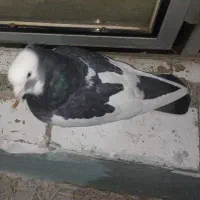 نرابلق سیاه تخته دم|پرنده|کرمانشاه, |دیوار