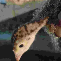 بوقلمون 5و6ماهه برنز اصل امریکا نژاد سنگین مقاوم|حیوانات مزرعه|فیروزه, |دیوار