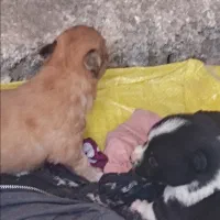 پاکوتاه تعداد 4عدد سگ توله