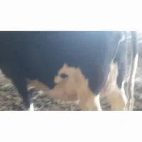 تخت شگم اول ۲۰شیر ۱۰روز زایمان کرد|حیوانات مزرعه|جوین, |دیوار