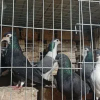 بدرنگ یا دمگیر