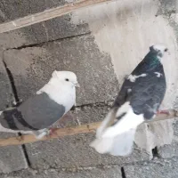 کفتر برای تن کردن