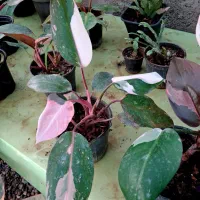 گلفروشی پرنده بهشتی|گل و گیاه طبیعی|خان ببین, |دیوار