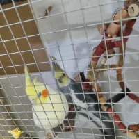 عروس هلندی جفت و قفس بزرگ معاوضه با قناری نر