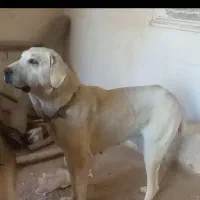 ماده پژدر شکم طلا