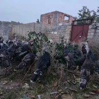 بوقلمون برنز آمریکایی با بهترین نژاد کاملا ارگانیک