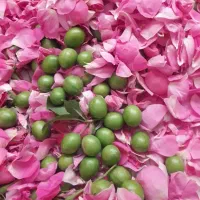 نخودبهاره سفیدویکدست