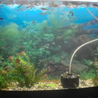 آکواریوم|ماهی|شهر بابک, |دیوار