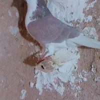 سار ماده|پرنده|گرمخان, |دیوار