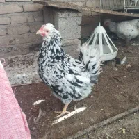 تخم مرغ نطفه دار گلین لری اصل|حیوانات مزرعه|درمیان, |دیوار