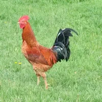 خروس محلی چاق