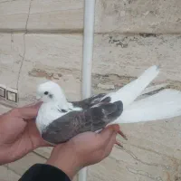 کفترپرشی  بشرط