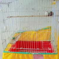 فنج|پرنده|بندر امام خمینی, |دیوار