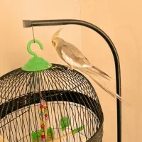 دوتا عروس هلندی‌ نر سخنگو و کاملآ دستی