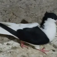 کبوتر راست کاکولی