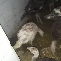 بوقلمون‌برنزوبوربون‌محلی|حیوانات مزرعه|ورامین, ورامین|دیوار