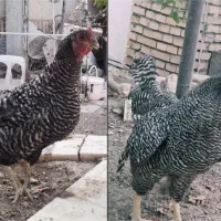 مرغ و خروس امروک