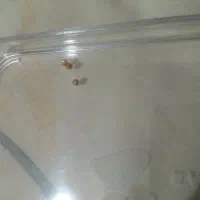 طلای بدون اجرت|جواهرات|شیراز, میرزاکوچک خان|دیوار