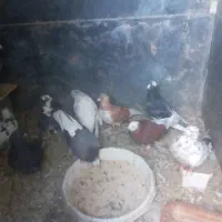 کبوتر|پرنده|ساوه, |دیوار