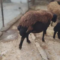 باسلام قوچ نژاددارجنس قره قزل|حیوانات مزرعه|زرین دشت (همدان), |دیوار