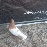 کفتر رنگی|پرنده|شاهین‌شهر, شهرک گلدیس|دیوار