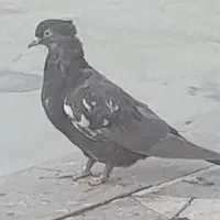 یه جفت جوجه سینه سیاه و قهوه ای|پرنده|طسوج, |دیوار