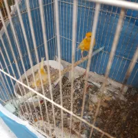 دو جفت قناری پرتقالی با قفس