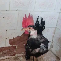 دوتامرغ ویک خروس|حیوانات مزرعه|چغادک, |دیوار