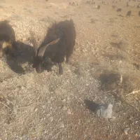 چابیش دوبور مخصوص گله