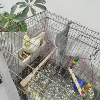 فروش عروس هلندی
