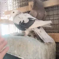 کبوتر شهرستانی لاکچری شیش دونگ