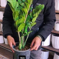 زامفولیا بزرگ350|گل و گیاه طبیعی|یزد, |دیوار