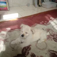 فروش سگ جیبی