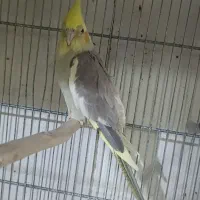 عروس هلندی ماده و چند عدد جوجه تازه دون خور|پرنده|قم, نوبهار|دیوار