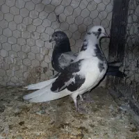 جوجه کفتر عالی