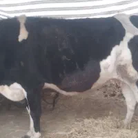 فروش فوقولاده|حیوانات مزرعه|تالش, طولارود|دیوار