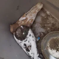 جفت کبوتر با یک پلاکی