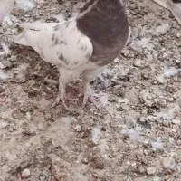 ماده رنگی|پرنده|شیراز, تندگویان|دیوار