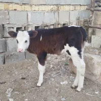 گوساله ماده سیمنتال|حیوانات مزرعه|شیراز, جمال آباد|دیوار