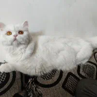 فروش گربه پرشین|گربه|کرمان, |دیوار