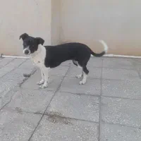 سگ پاکوتاه دهن پاک