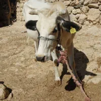 گاو شیری|حیوانات مزرعه|لردگان, |دیوار