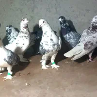 کبوترتهرانی