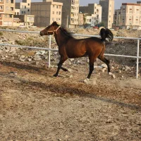 دو راس مادیان ویه راس  کره مادیان ۹ ماهه