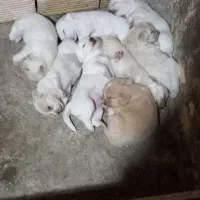 سگ.