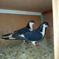 کفتر رنگی|پرنده|مشکیندشت, |دیوار