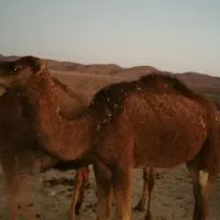 شتر فروشی|حیوانات مزرعه|سرایان, |دیوار