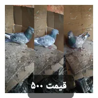 کفتر فروشی|پرنده|بم, |دیوار